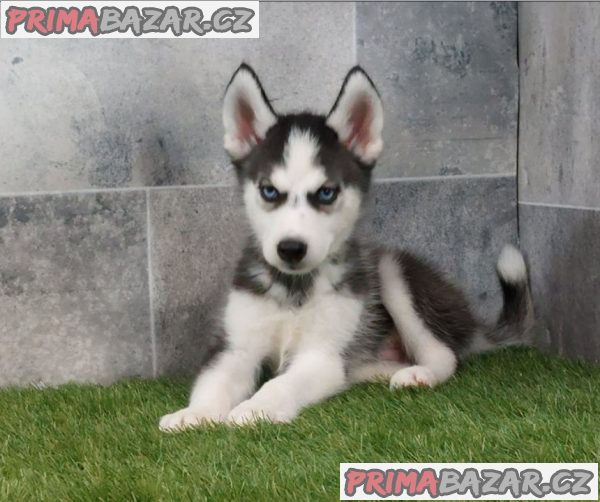 Sibiřský husky štěňata na prodej~ – fotografie 2
