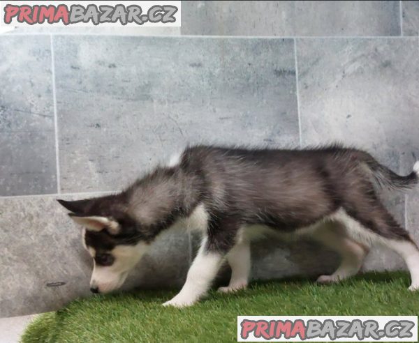 Sibiřský husky štěňata na prodej~ – fotografie 3
