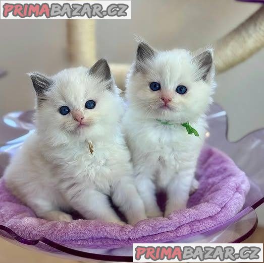Vynikající koťata plemene Ragdoll – fotografie 1