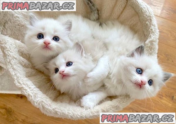Vynikající koťata plemene Ragdoll – fotografie 2