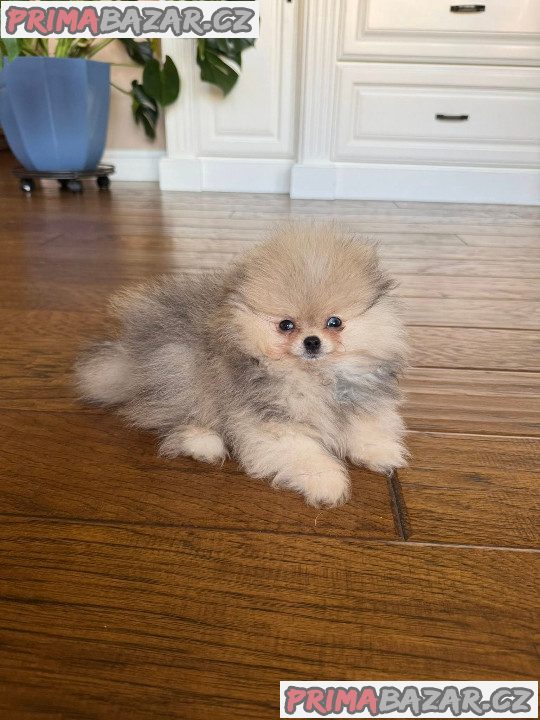 Štěňátka Německý špic trpasličí (Pomeranian) s PP – fotografie 1