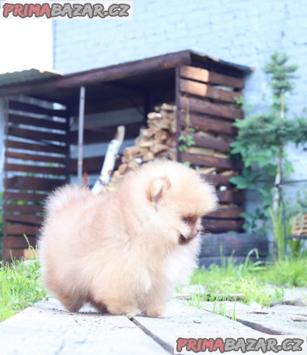 Štěňátka Německý špic trpasličí (Pomeranian) s PP – fotografie 2