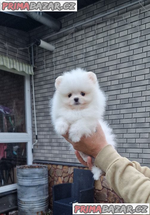 Štěňátka Německý špic trpasličí (Pomeranian) s PP – fotografie 3