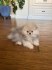 Štěňátka Německý špic trpasličí (Pomeranian) s PP