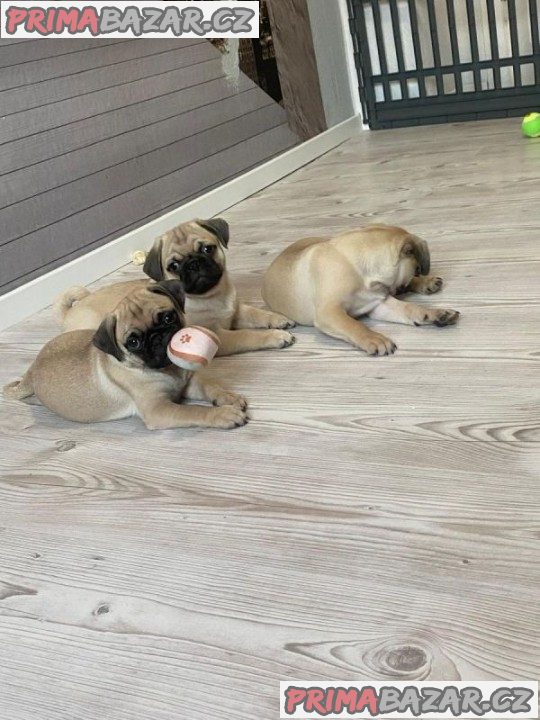 Mopslík, Pug – fotografie 1
