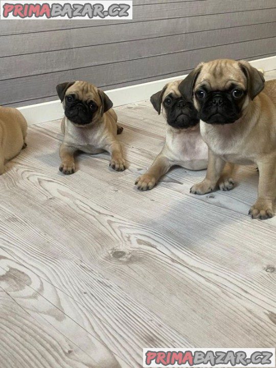 Mopslík, Pug – fotografie 2