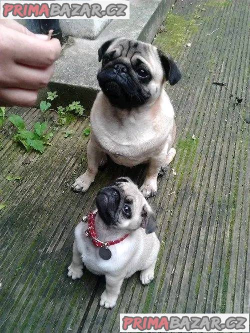 Mopslík, Pug – fotografie 4