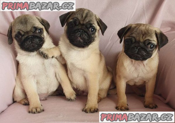 Mops – fotografie 1