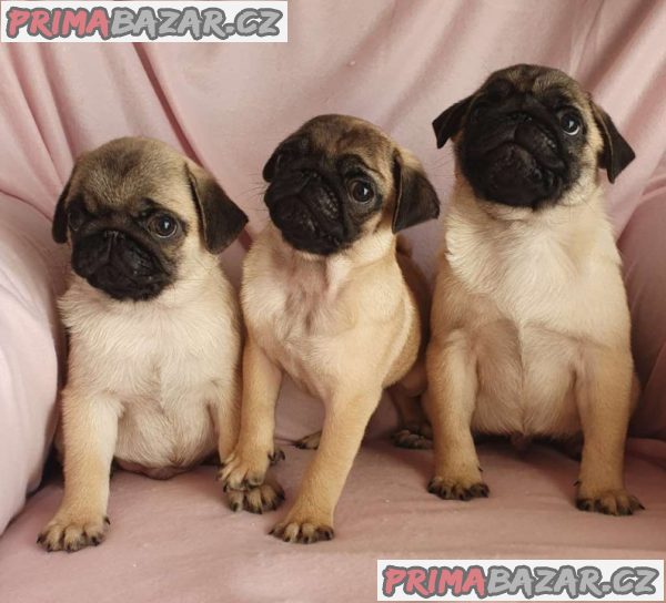 Mops – fotografie 3