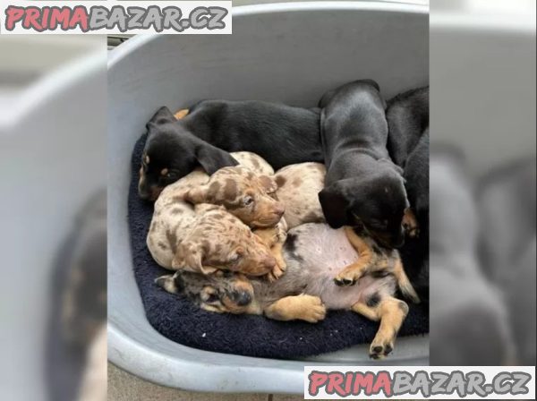 11 týdnů starý Štěňata jezevčíka – fotografie 4