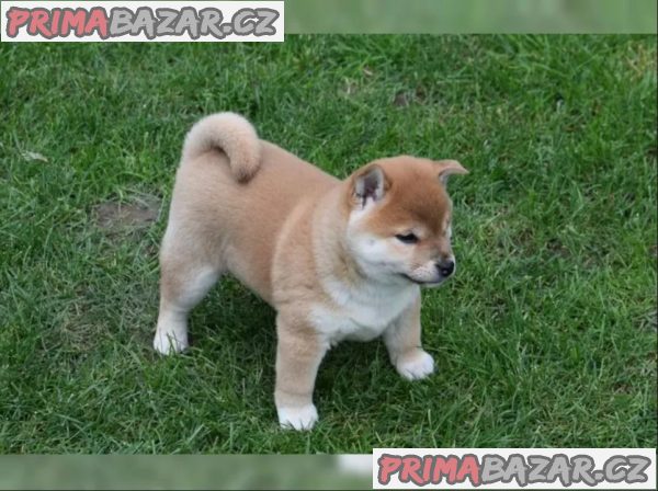 Shiba Inu červený sezam štěňata s PP – fotografie 1