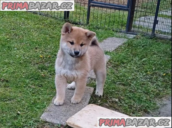 Shiba Inu červený sezam štěňata s PP – fotografie 2