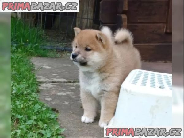 Shiba Inu červený sezam štěňata s PP – fotografie 3