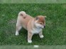 Shiba Inu červený sezam štěňata s PP