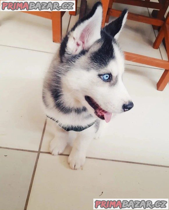 Husky na prodej – fotografie 1