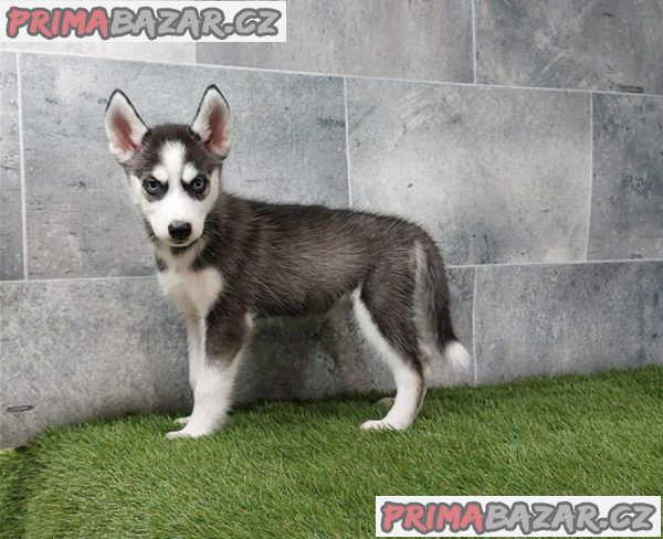 Husky na prodej – fotografie 3