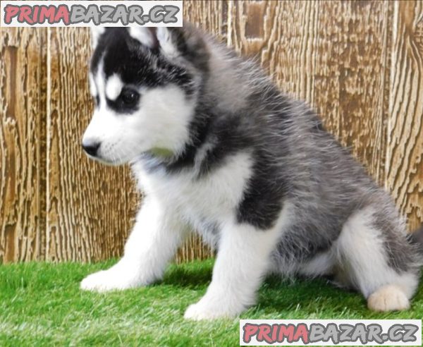 Husky na prodej – fotografie 4