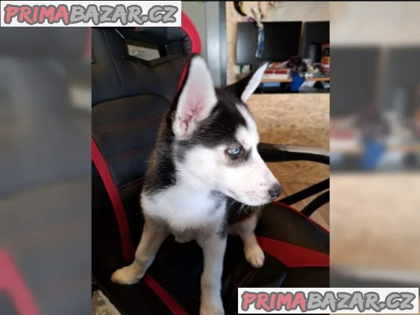 Husky na prodej – fotografie 5