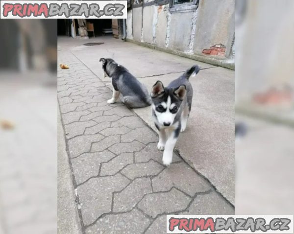 Sibiřský husky-máme k odběru krásné fenky – fotografie 4