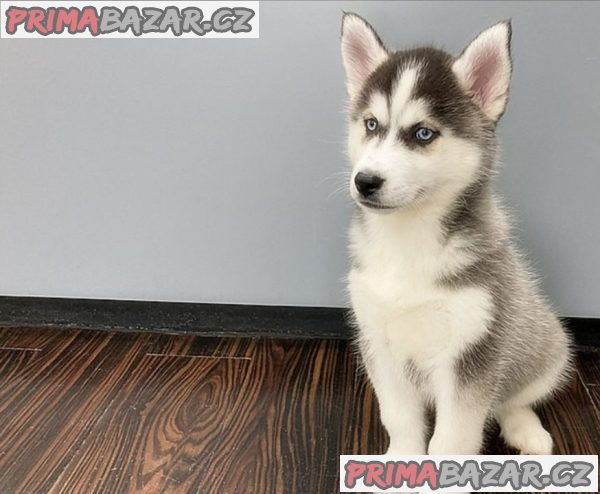 Štěnata Sibiřský husky – fotografie 2