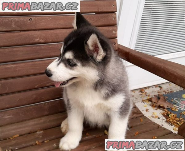 Štěnata Sibiřský husky – fotografie 3