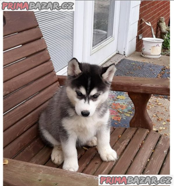 Štěnata Sibiřský husky – fotografie 4