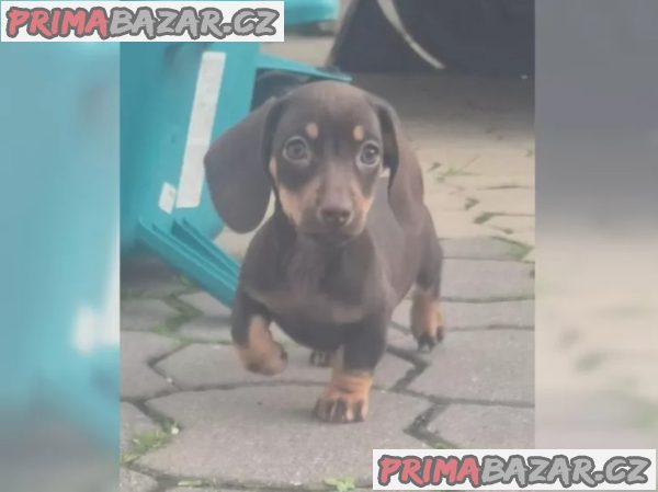 Jezevčík hladkosrstý trpasličí – fotografie 1