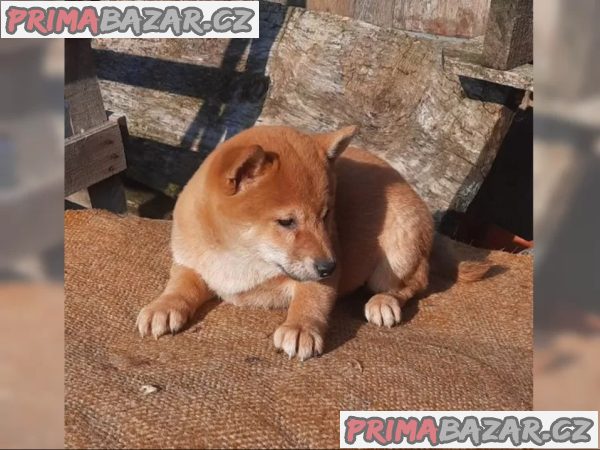 K dispozici krásné štěně Shiba inu – fotografie 1
