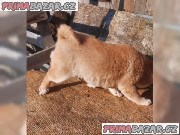 K dispozici krásné štěně Shiba inu – fotografie 2