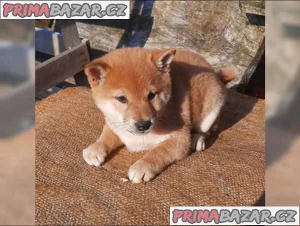 K dispozici krásné štěně Shiba inu – fotografie 4