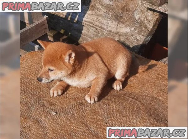 K dispozici krásné štěně Shiba inu – fotografie 5