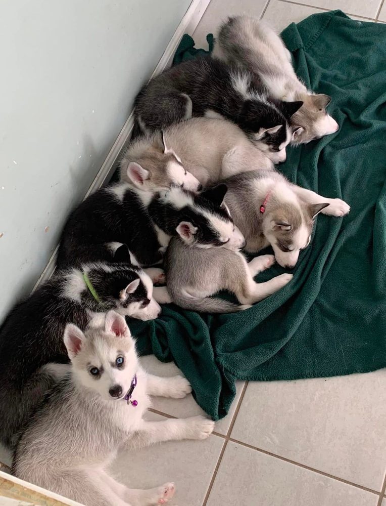 Sibiřský husky štěňata – fotografie 2