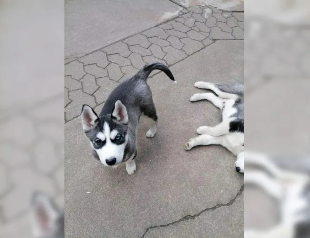 Sibiřský husky štěňata – fotografie 3