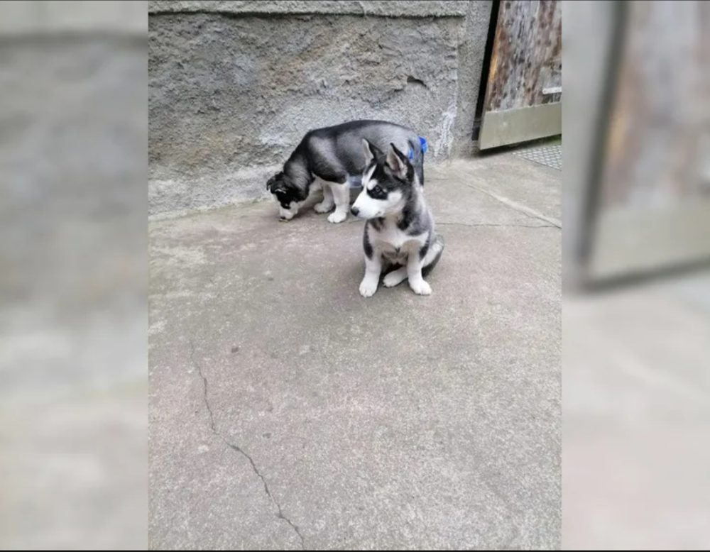 Sibiřský husky štěňata – fotografie 5