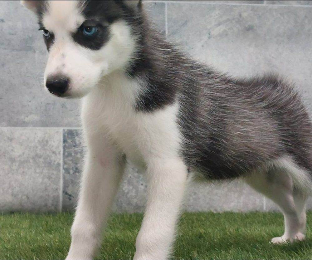 Sibiřský husky s PP -Štěňátka – fotografie 3