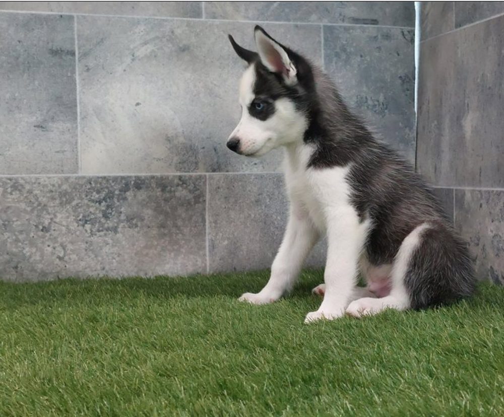 Sibiřský husky s PP -Štěňátka – fotografie 4