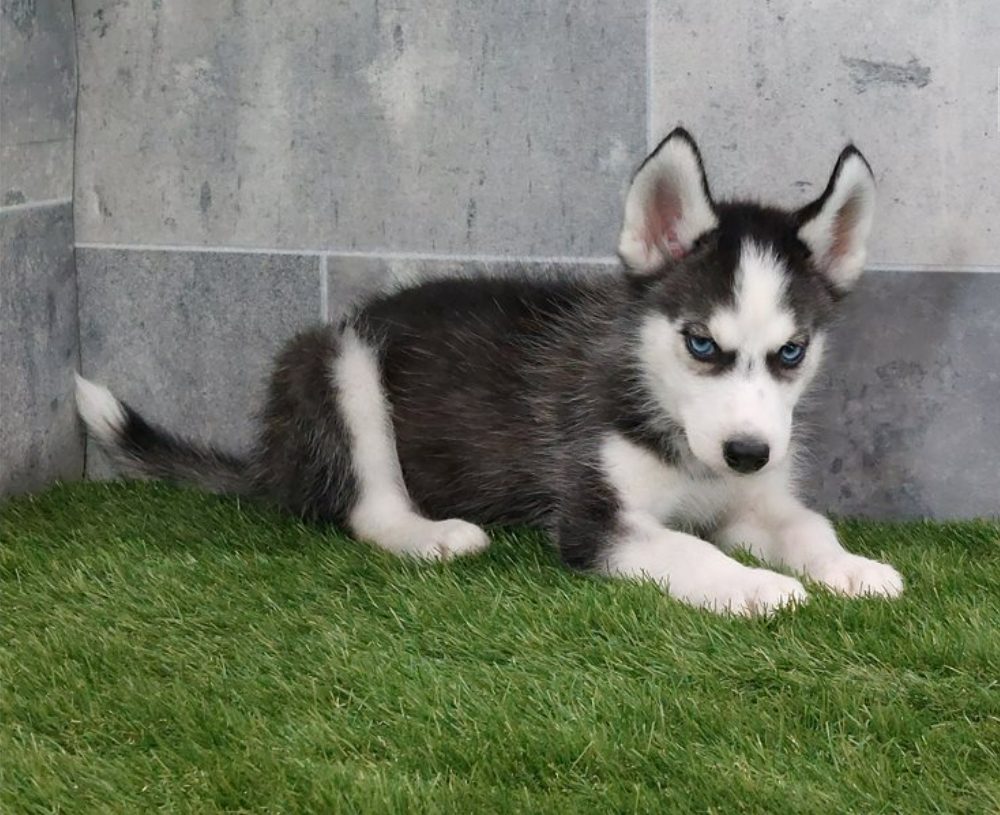 Sibiřský husky s PP -Štěňátka – fotografie 5