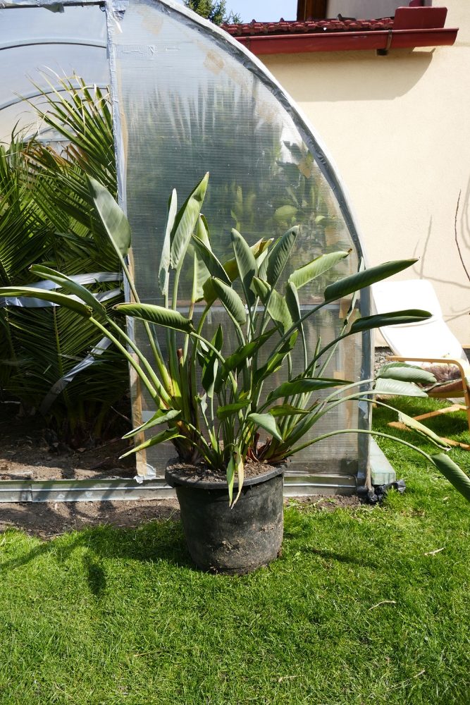 Strelitzia Reginae, Augusta, Hesperaflore Parviflora – fotografie 1