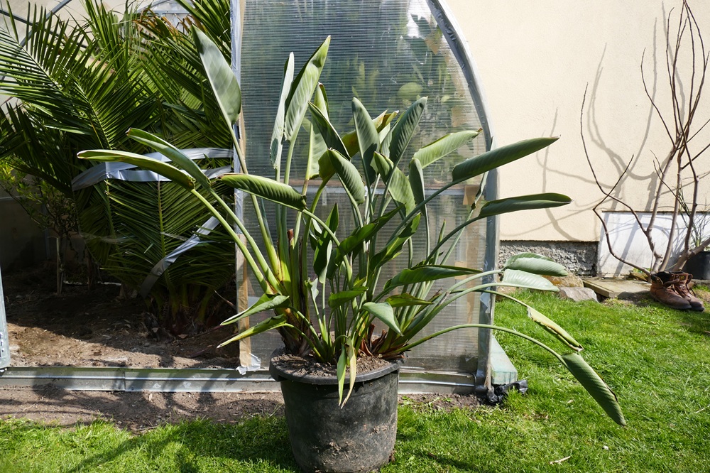 Strelitzia Reginae, Augusta, Hesperaflore Parviflora – fotografie 2