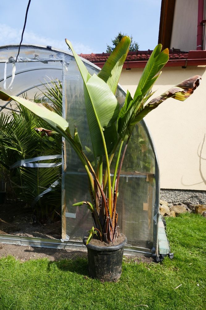 Strelitzia Reginae, Augusta, Hesperaflore Parviflora – fotografie 3