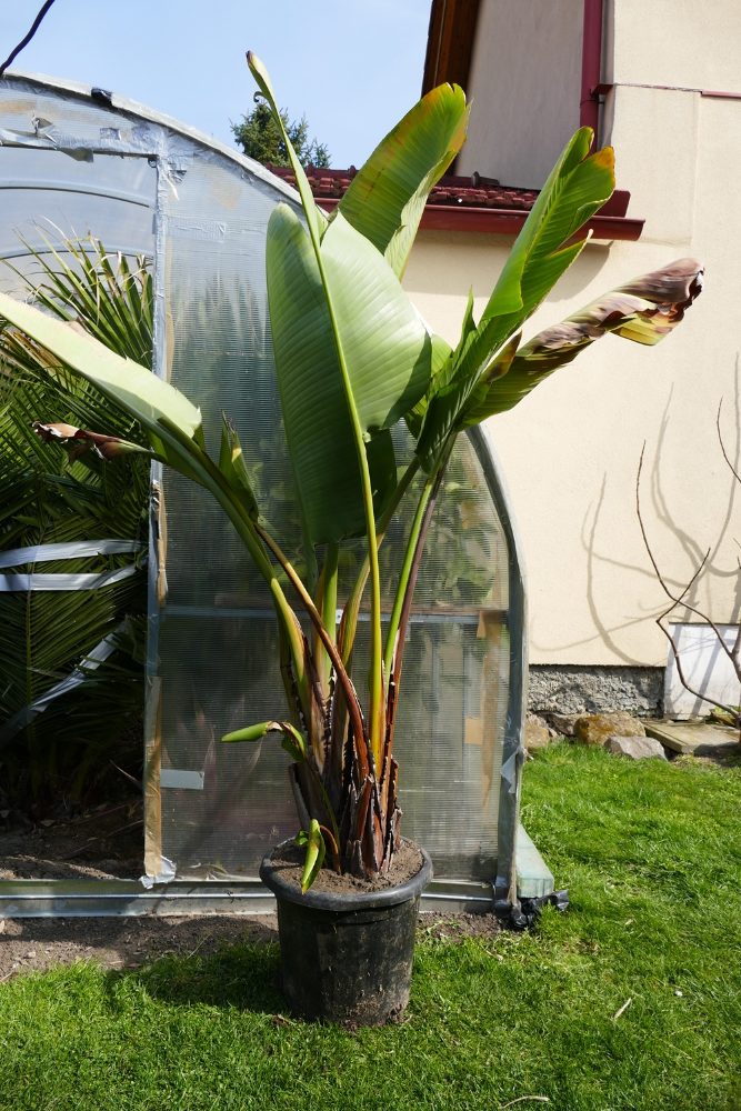 Strelitzia Reginae, Augusta, Hesperaflore Parviflora – fotografie 4