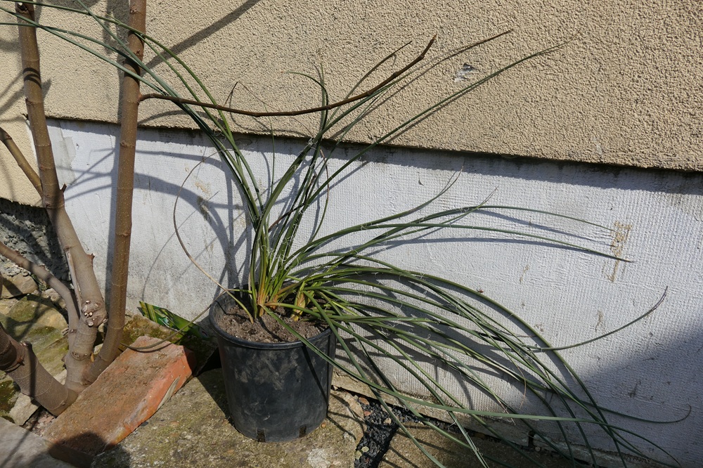 Strelitzia Reginae, Augusta, Hesperaflore Parviflora – fotografie 6