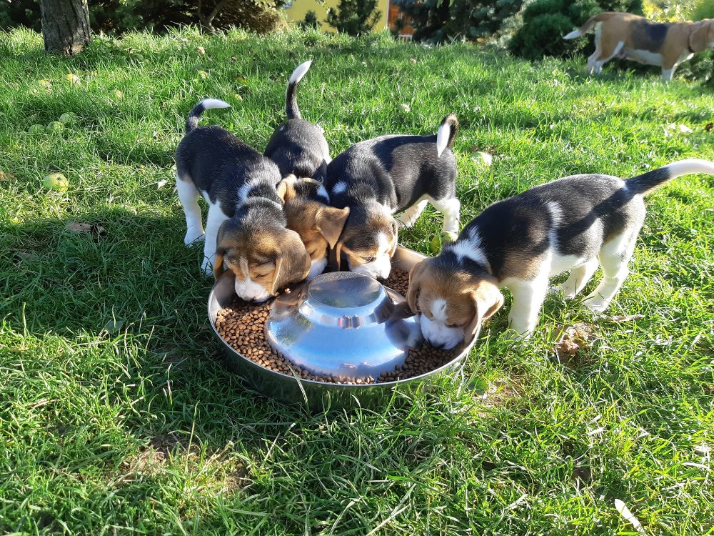 Štěňata Bígl (též beagle) s PP trikolóra – fotografie 1