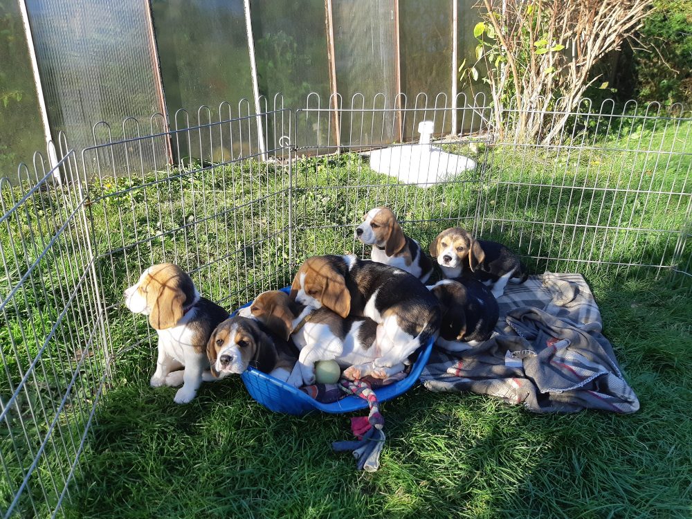 Štěňata Bígl (též beagle) s PP trikolóra – fotografie 5