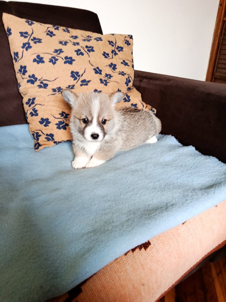Corgi - puppies for sale – fotografie 2