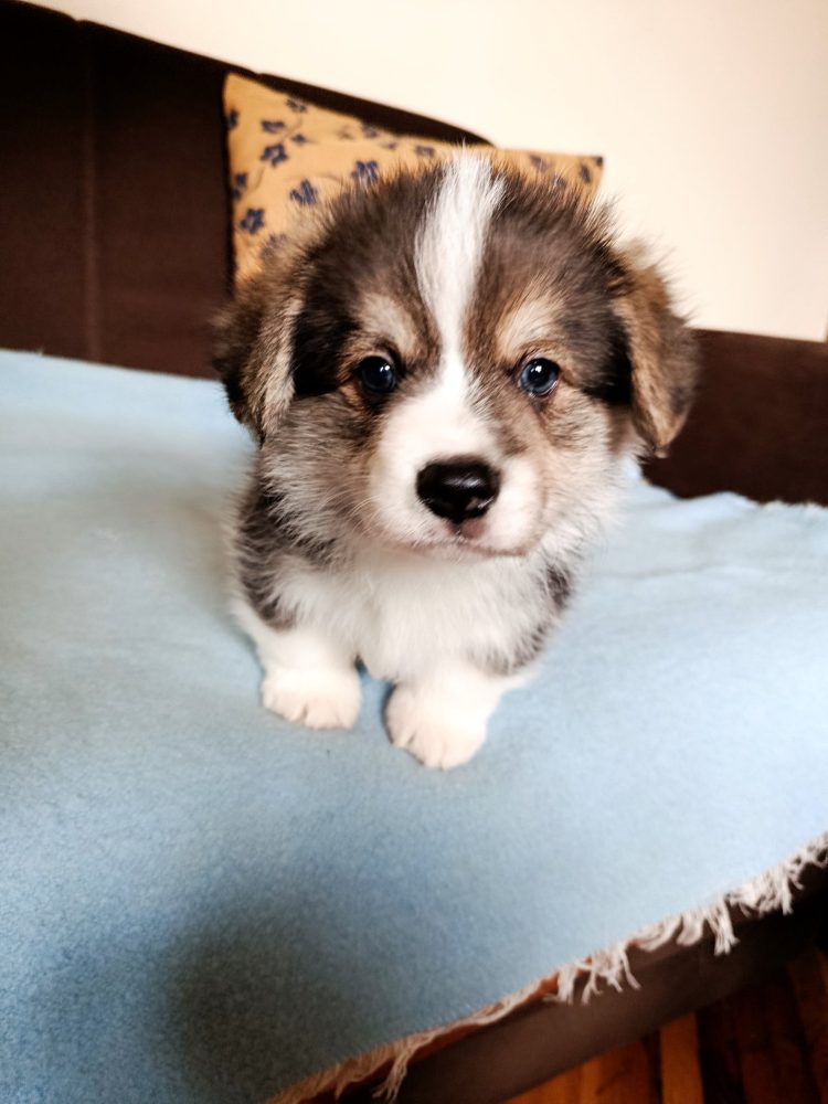 Corgi - puppies for sale – fotografie 4