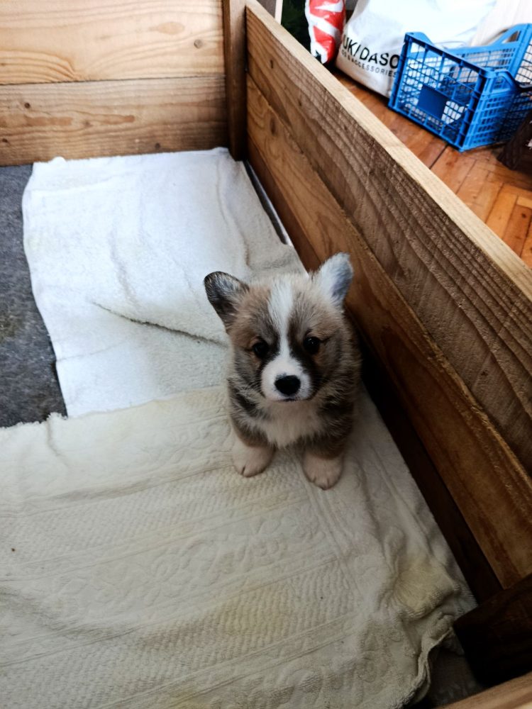 Corgi - puppies for sale – fotografie 5