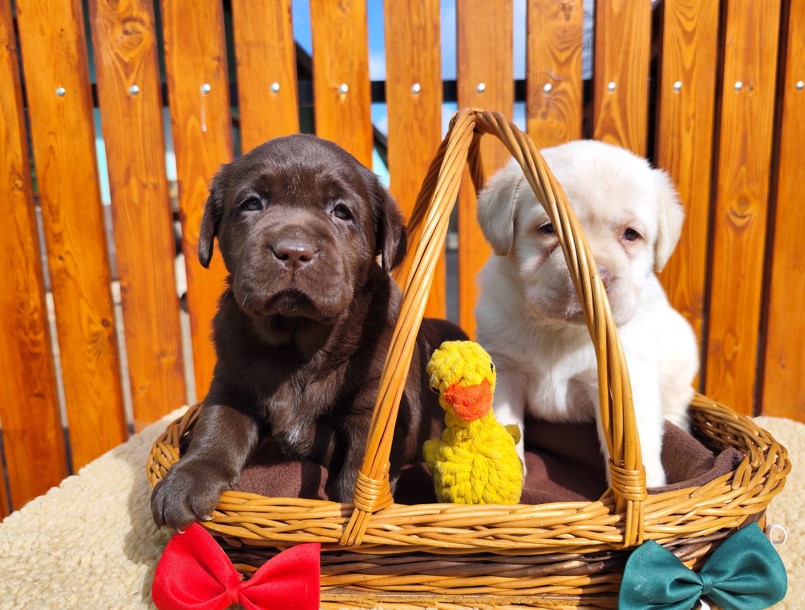 Nabídka štěňat labradorského retrievera – fotografie 1