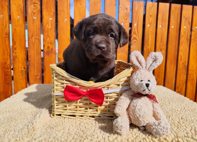 Nabídka štěňat labradorského retrievera – fotografie 5