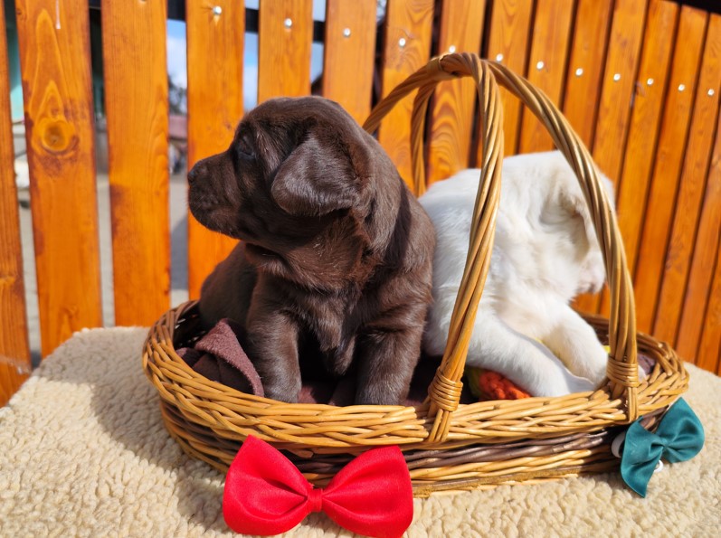 Nabídka štěňat labradorského retrievera – fotografie 6